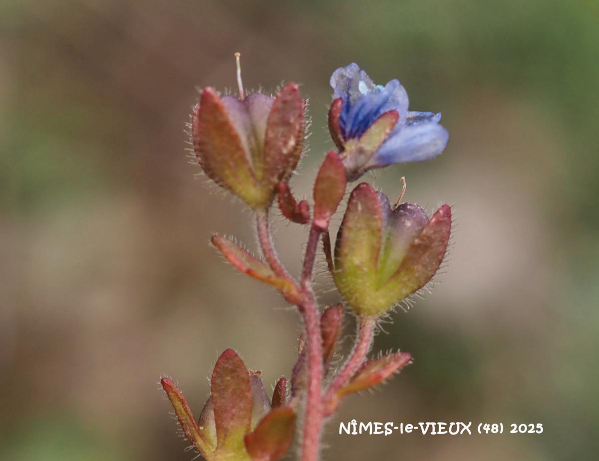 Speedwell, Early Field fruit